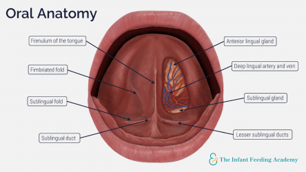 Tongue-tie Resources - The Infant Feeding Academy